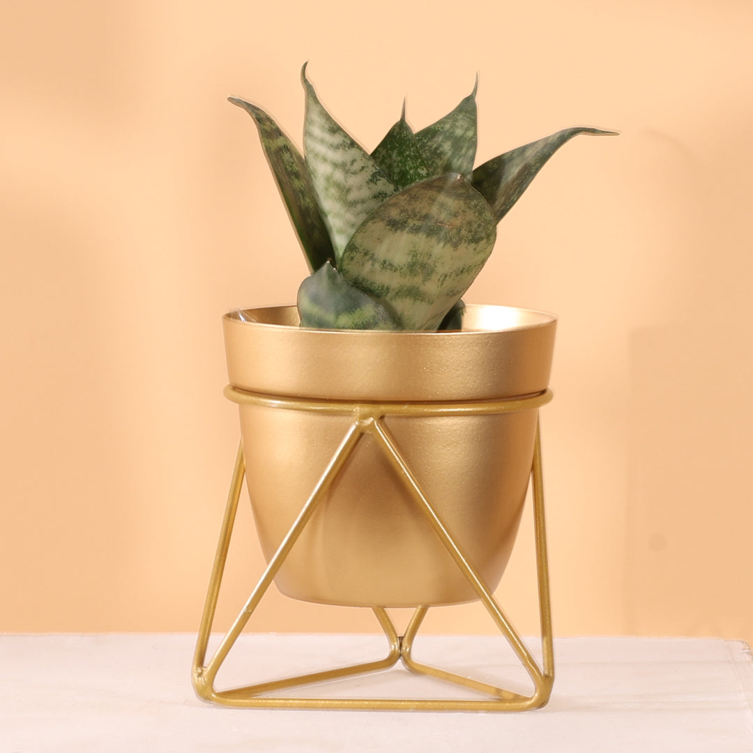 Metal Pots with Single Golden Metal Plant Stand in Sunlit Aura