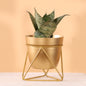 Metal Pots with Single Golden Metal Plant Stand in Sunlit Aura
