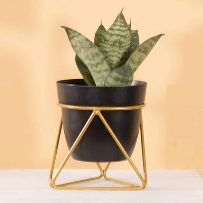 Single Golden Metal Pot Plant Stand In Black Eclipse