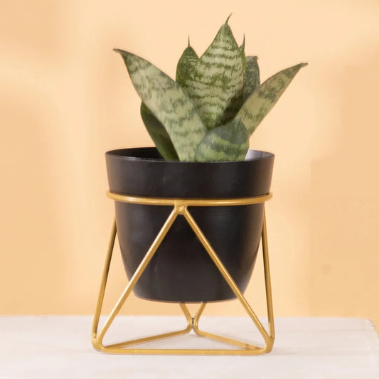 Single Golden Metal Pot Plant Stand In Black Eclipse