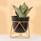 Single Golden Metal Pot Plant Stand In Black Eclipse