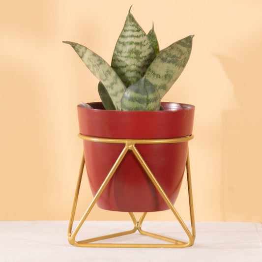 Single Golden Metal Pot Plant Stand In Mahogany
