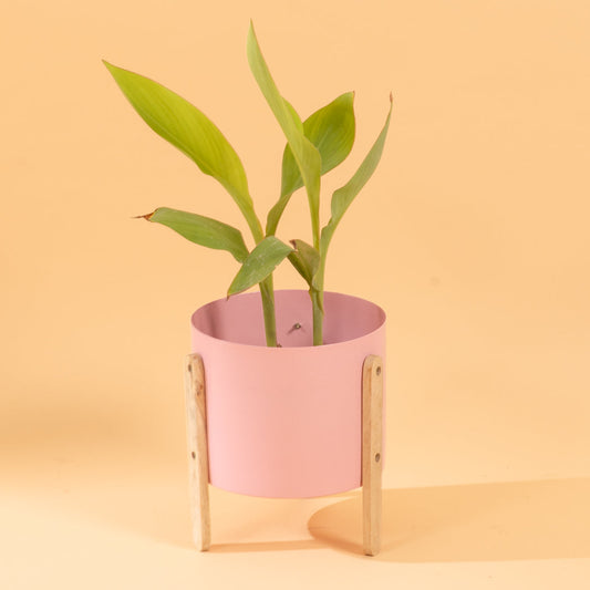 Modern Round Metal Pot with Wooden Stand in Pink