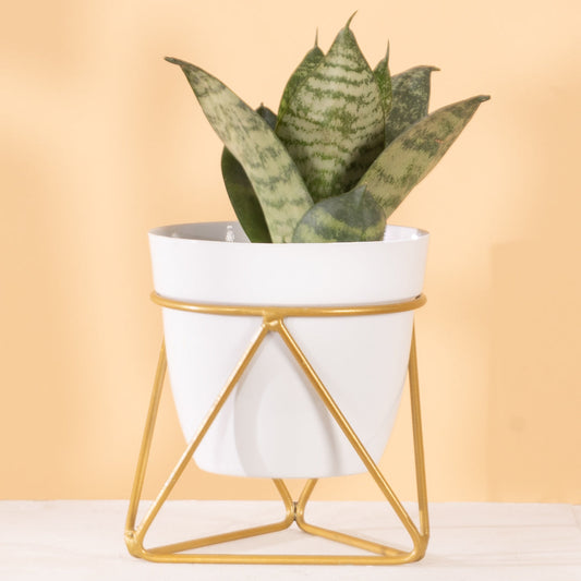 Metal Pots with Single Golden Metal Plant Stand in White Frost