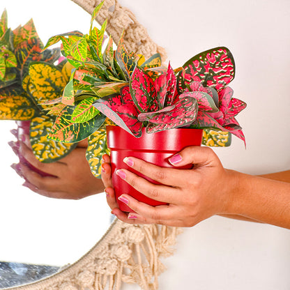 Single Golden Metal Pot Plant Stand In Mahogany